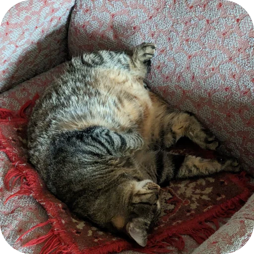 Стикер Koty4577 - 1