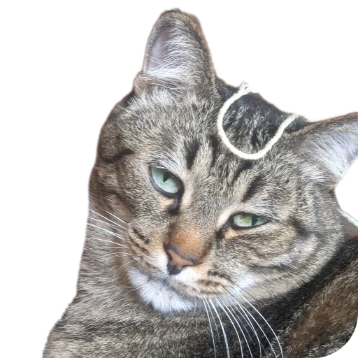 Стикер Koty4577 - 1