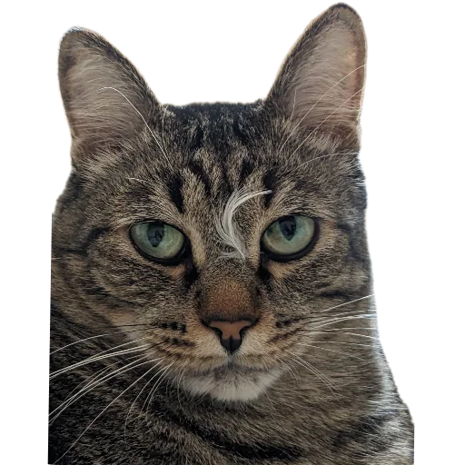 Стикер Koty4577 - 1