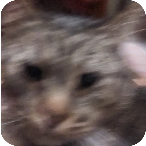 Стикер Koty4577 - 1