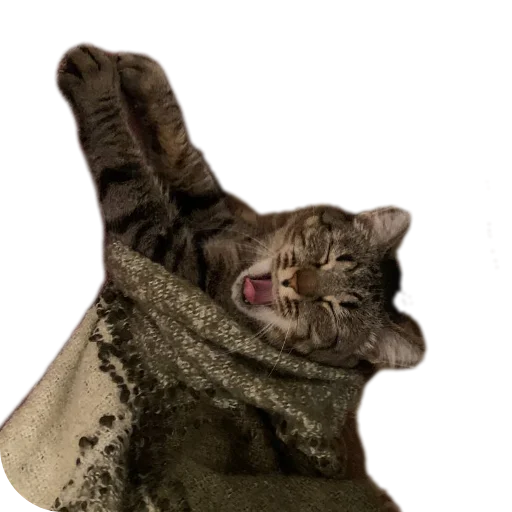 Sticker Koty4577 - 1