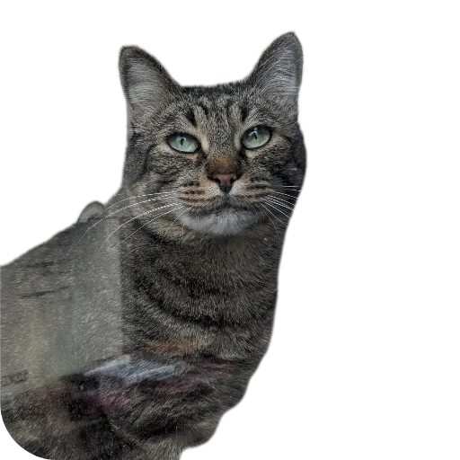 Стикер Koty4577 - 1