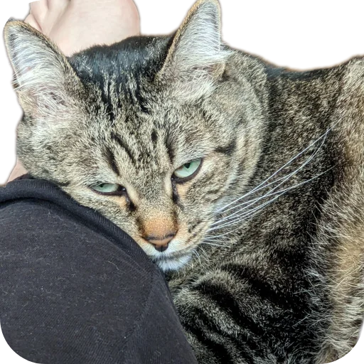 Sticker Koty4577 - 1