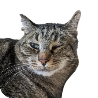 Sticker Коты - 5