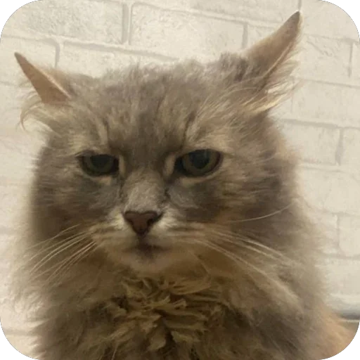 Стикер Koty7870 - 1