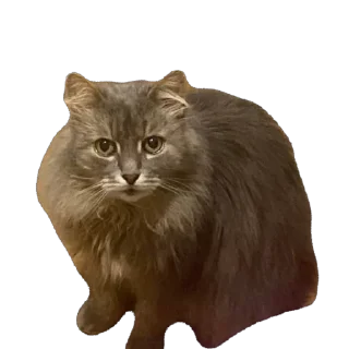 Sticker Коты - 11