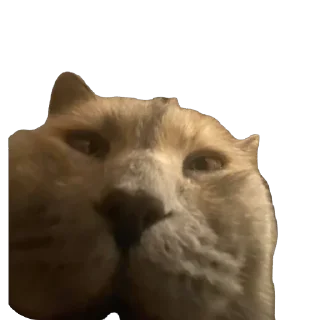 Sticker Коты - 4