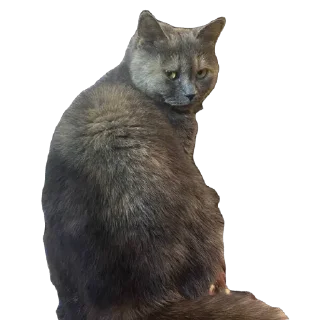 Sticker Коты - 2