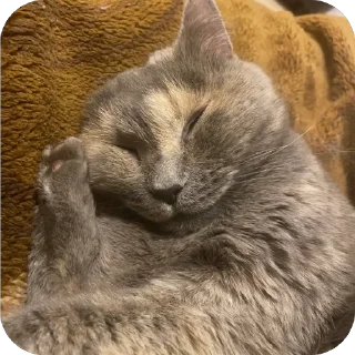 Sticker Коты - 8