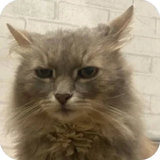 Sticker Коты - 7