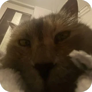 Sticker Коты - 9