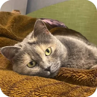 Sticker Коты - 1