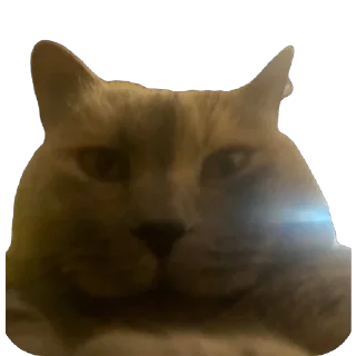 Sticker Коты - 10