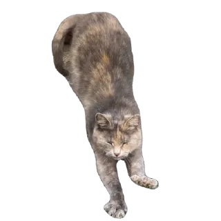 Sticker Коты - 3