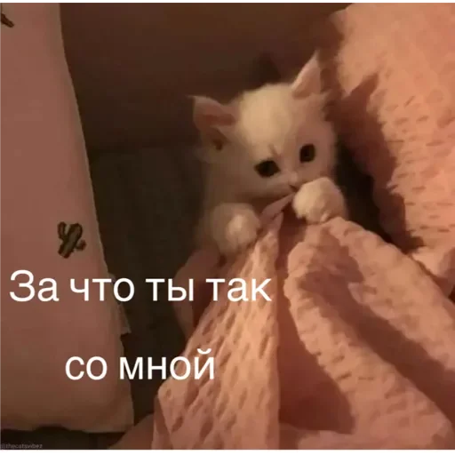 Sticker Коты - 11