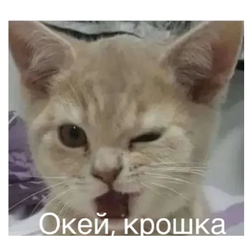 Sticker Коты - 9
