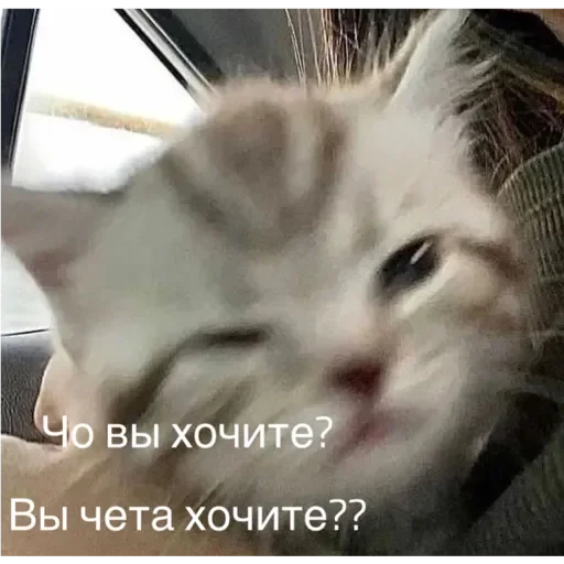 Sticker Коты - 8