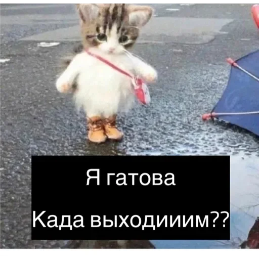 Sticker Коты - 6