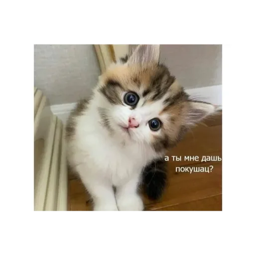 Sticker Коты - 4