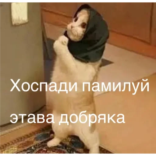 Sticker Коты - 3