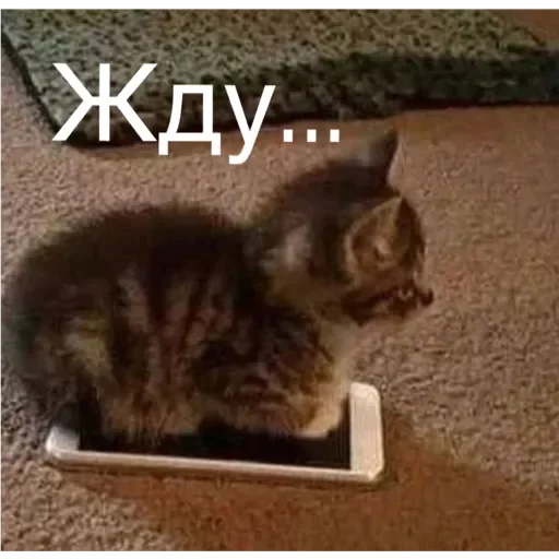 Sticker Коты - 0
