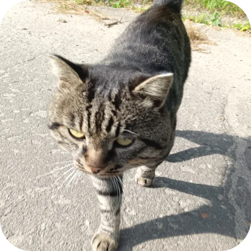 Стикер Koty8563 - 1