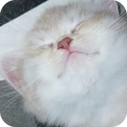 Sticker Koty8563 - 1