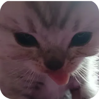 Sticker Коты - 0