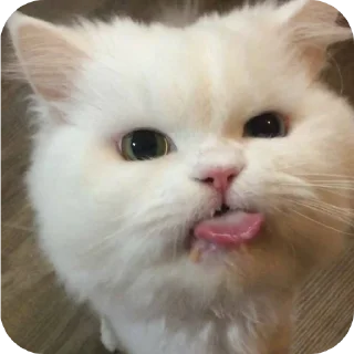 Sticker Коты - 5