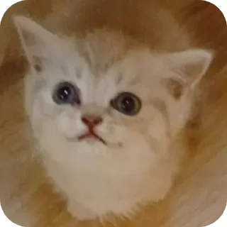 Sticker Коты - 4