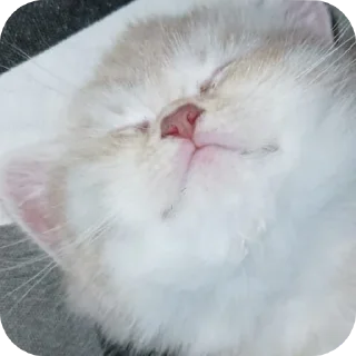 Sticker Коты - 8