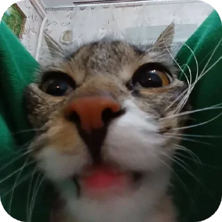 Sticker Коты - 11