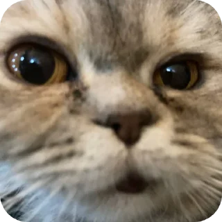 Sticker Коты - 1