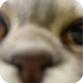 Sticker Коты - 9