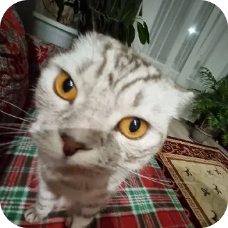 Sticker Коты - 3