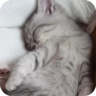 Sticker Коты - 10