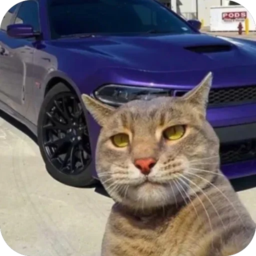 Sticker KotyIMashiny - 1