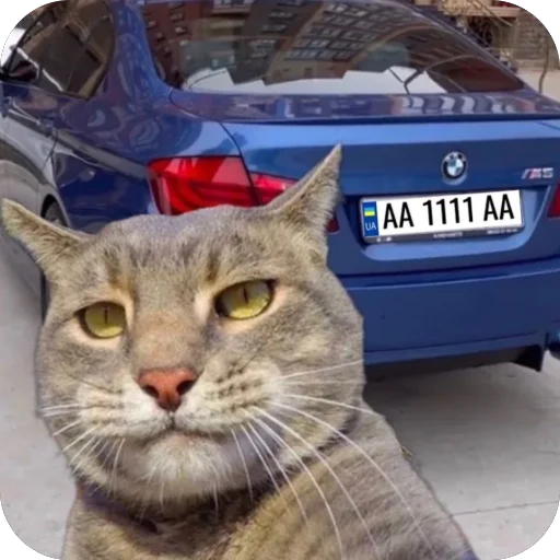 Sticker KotyIMashiny - 1