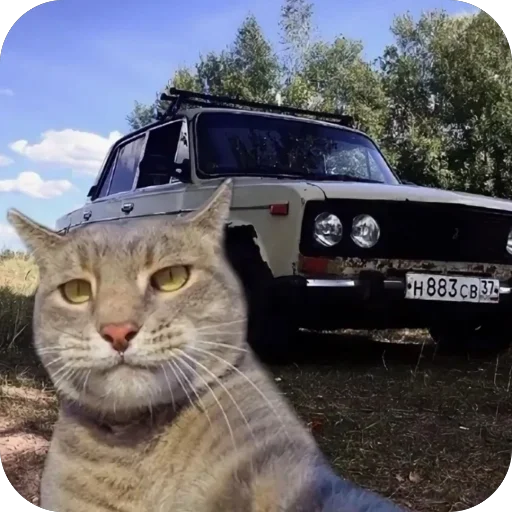Коты и машины➡️ @stickerubot - 