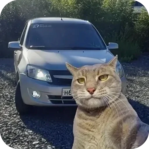 Sticker KotyIMashiny - 1