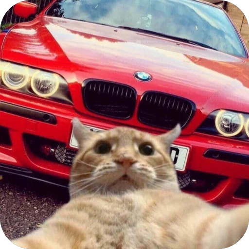 Sticker KotyIMashiny - 1