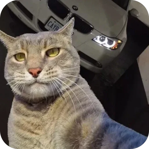 Sticker KotyIMashiny - 1