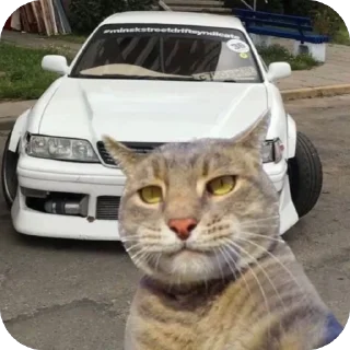 Sticker Коты и машины➡️ @stickerubot - 5