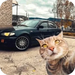 Sticker Коты и машины➡️ @stickerubot - 1