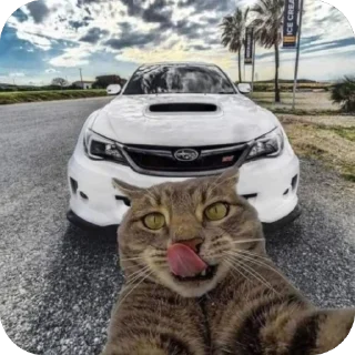 Sticker Коты и машины➡️ @stickerubot - 9