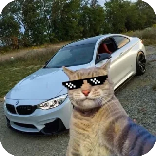 Sticker Коты и машины➡️ @stickerubot - 2