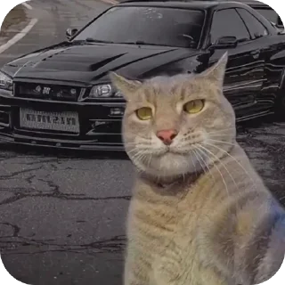 Sticker Коты и машины➡️ @stickerubot - 4