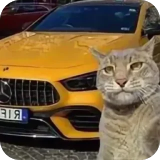 Sticker Коты и машины➡️ @stickerubot - 3