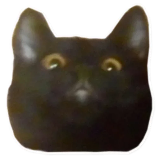 cat small to medium-sized cats felidae