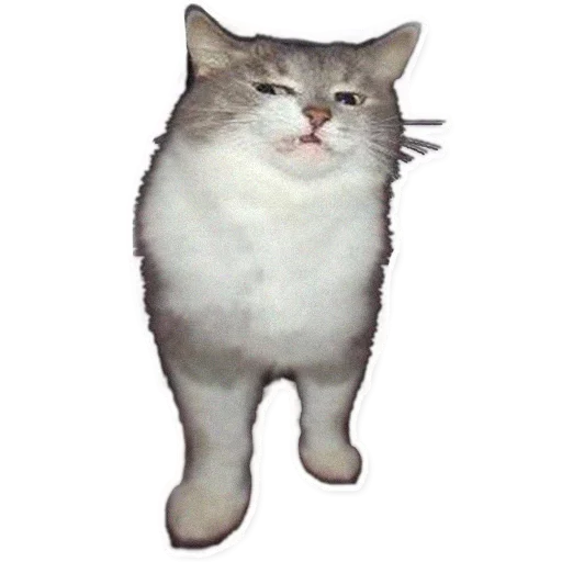 cat animal domestic cat